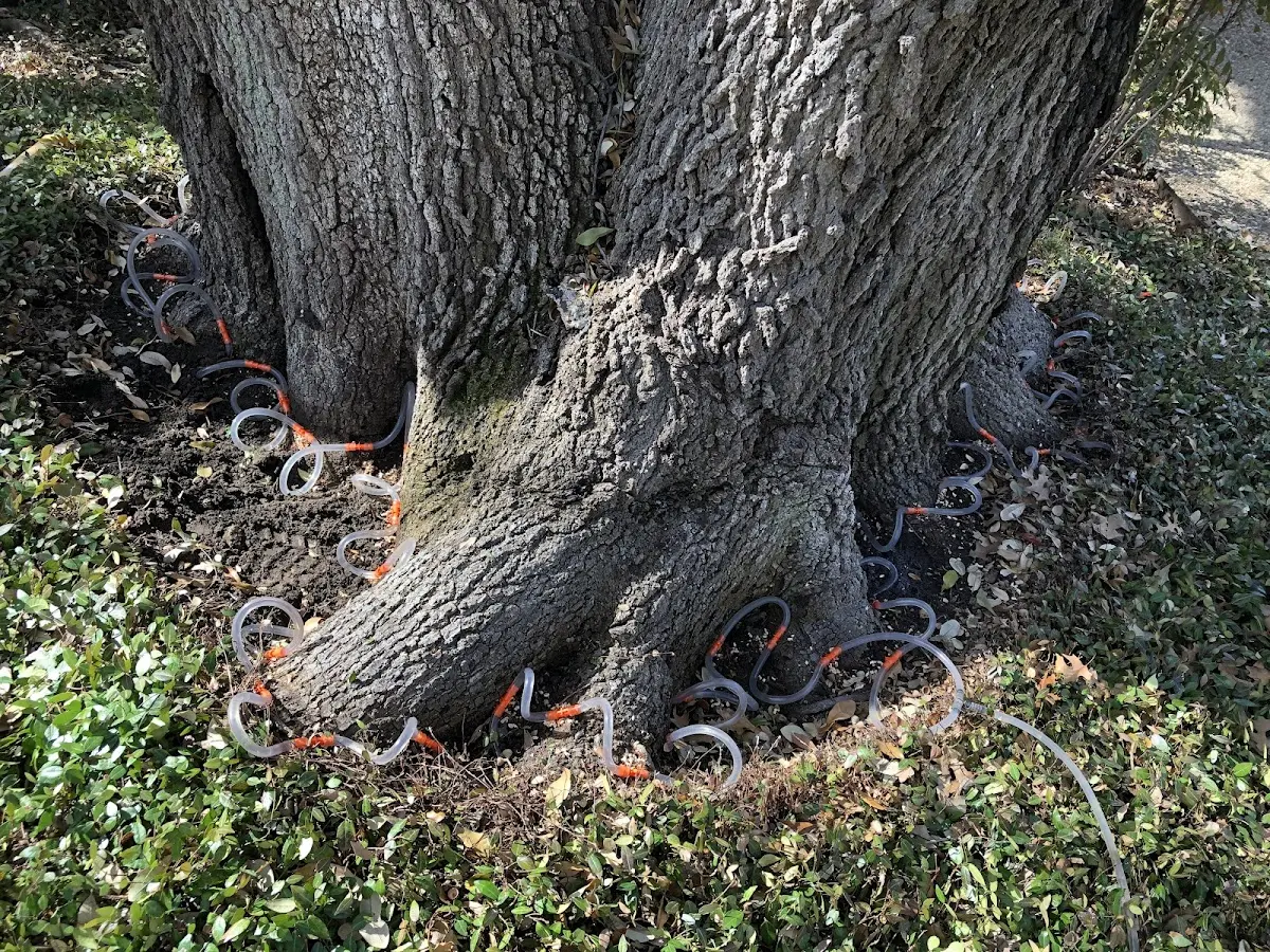 Detailed Tree Cabling and Bracing job site in Dunseith