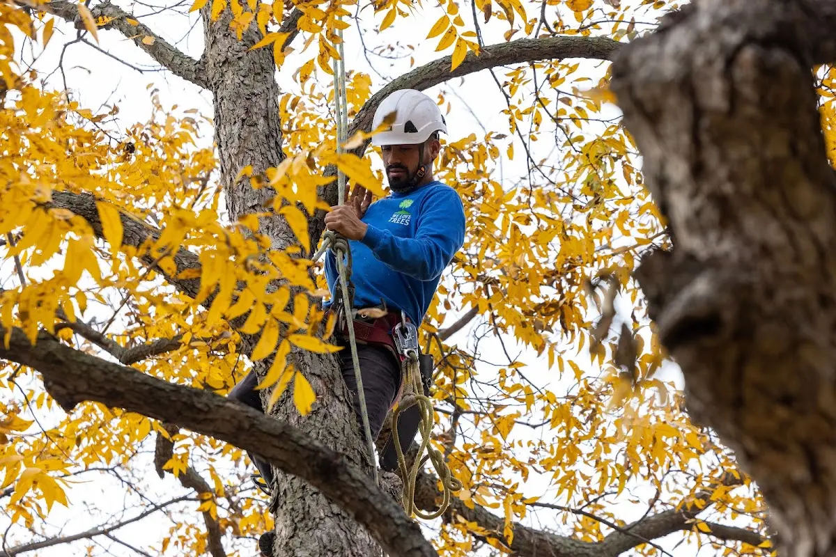 Skilled Tree Transplanting crew working in Dunseith
