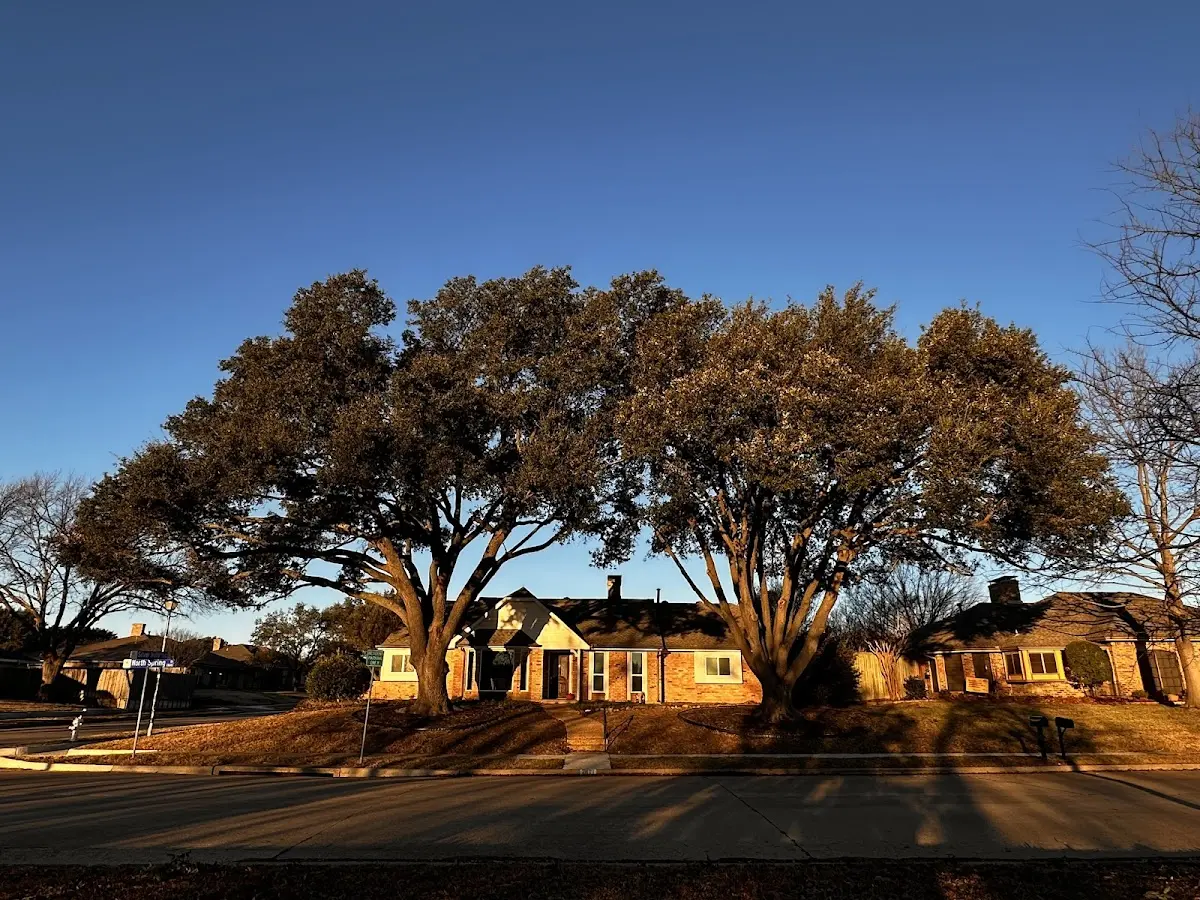 Established residential canopy tree shading a home in Dunseith